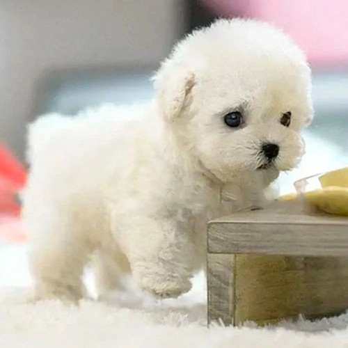Interactive robotic puppy toy - puppy,