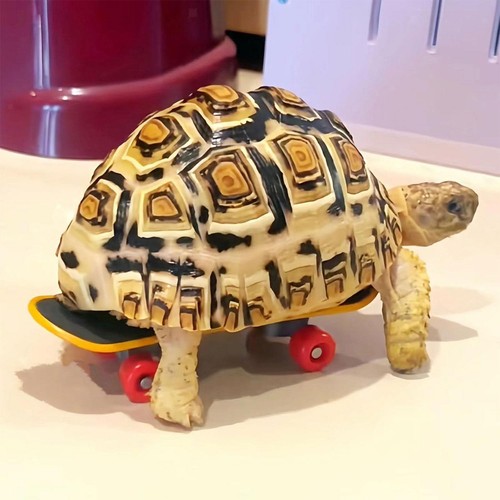 Turtle training skateboard pet - training,