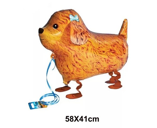 Poodle balloon dog walking - walking, pet